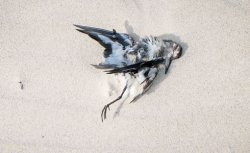 נועה בן נון (הגדל)