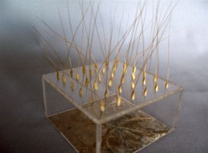 רחל פריזר (הגדל)