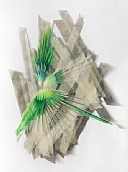 רוטם ריטוב דררה