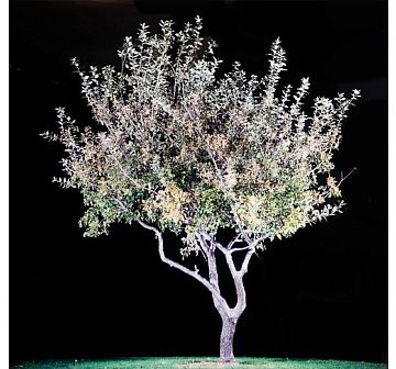 טל שוחט (הגדל)