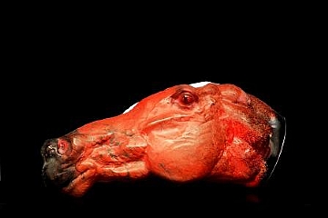 אמנות שאילת השאלות של אמני הזכוכית הצ'כיים (הגדל)