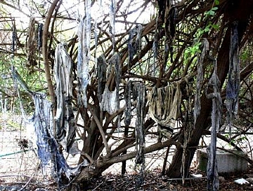 תם תומר גולדברג (הגדל)