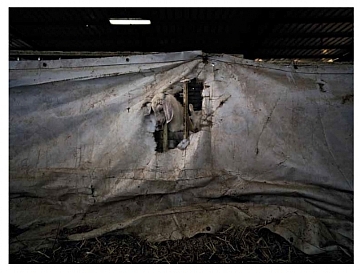 אנגליקה שר - מאוסף מוזיאון רמת גן (הגדל)