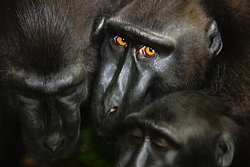 שיאו של כלל היופי הנאצל הוא געגוע לכיעור מפלצתי קדום (הגדל)