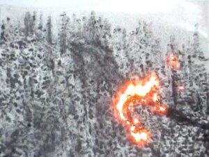 גל וינשטיין