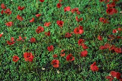 "Field of Flowers" ארז ישראלי (מתוך "שלושה אמנים, אוסף אחד")