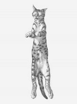 אנה לוקשבסקי - רישום