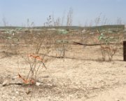 יגאל יום טוב